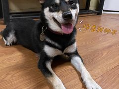 -柴犬高等学院·狗咖·柴犬售卖·宠物训练