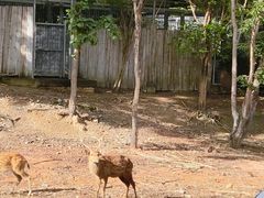 -清迈夜间动物园