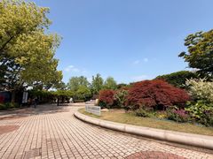 -嘉定紫藤园