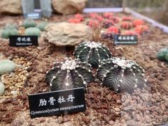 -中国科学院西双版纳热带植物园