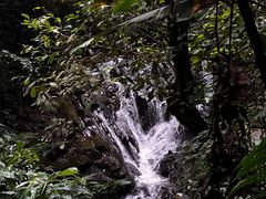 -莫里热带雨林景区