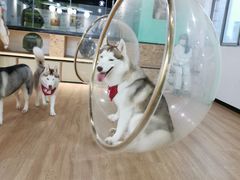 -Husky Go! 哈士奇体验馆·宠物咖啡厅狗咖