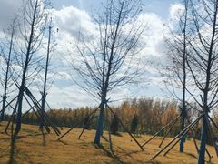 -盐城丹顶鹤湿地生态旅游区