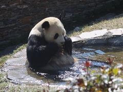 -卧龙中华大熊猫苑神树坪基地