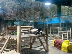 -栾川竹海野生动物园