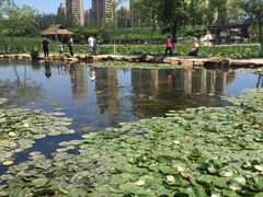 -前关湿地公园