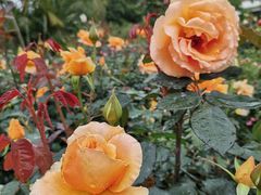 -人民公园(罗湖区)