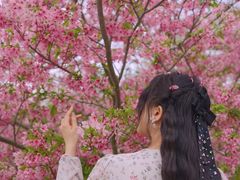 -天适樱花悠乐园