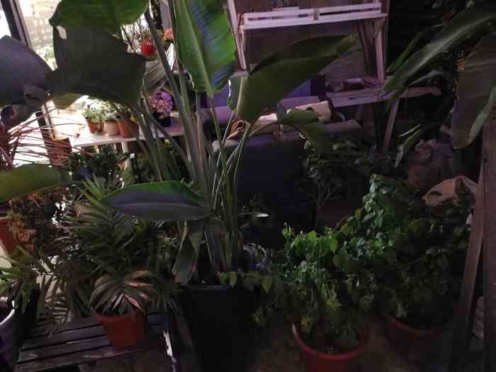 兔小姐花店(江北店)-"偶然发现的一家花店,位于北岸星街坊,蛮好.