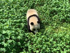 -都江堰中华大熊猫苑