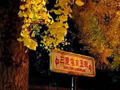-三里屯东五街银杏大道