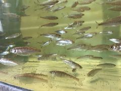 -西雅图水族馆