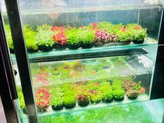 -花鸟鱼虫鲜花绿植市场(玉泉路店)