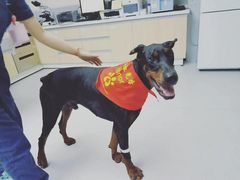 -谐和益家动物医院·免疫绝育·血液透析·宠保定点医院(高新伊藤分院)
