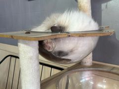 -豆逗聊愈猫阁Easy Life
