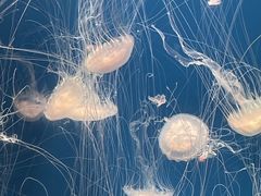 -海合安天津极地海洋公园