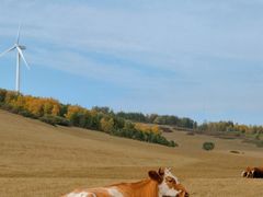 -塞罕坝国家级自然保护区