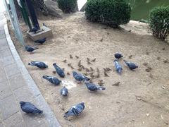 iphone_upload_pic-紫竹院公园冰场