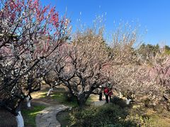 -南京古林公园