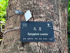 -深圳仙湖植物园