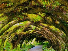 -广西壮族自治区药用植物园