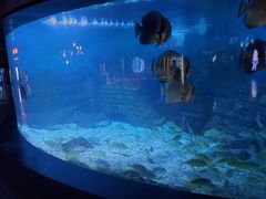 -烟台海昌鲸鲨海洋公园