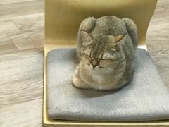 -柴迷FANS CLUB·柴犬狗咖·猫咖