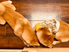 -豆柴町-柴犬主题狗咖(红鼎国际C座店)