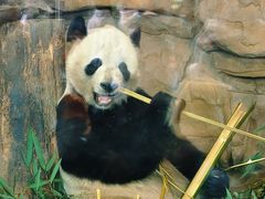 -成都动物园