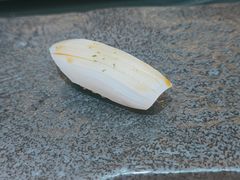 -鮨鳳