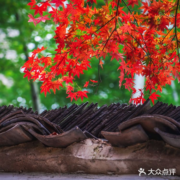 莫干山的深秋,迷人色彩惹人醉