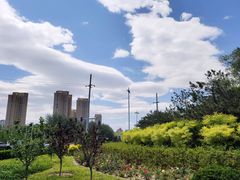 -油梨树AVOCADO TREE(望京店)
