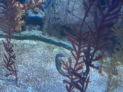 -上海海洋水族馆