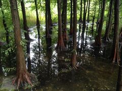 iphone_upload_pic-溱湖国家湿地公园