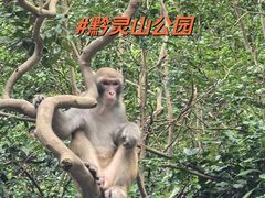 -黔灵山公园
