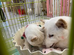 -柴犬小屋·柴餐厅·狗咖食堂(金鼎广场店)