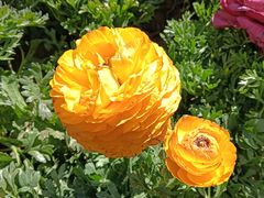 -郑州中国绿化博览园