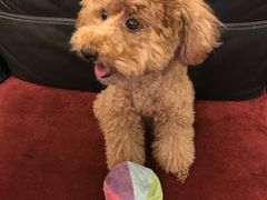 -严国平动物医院(德政总院)