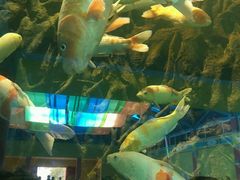 -北戴河圣蓝海洋公园