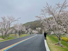 -羊山湖公园