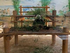 -西霞口神雕山野生动物世界