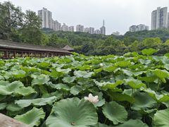 -龙头寺公园