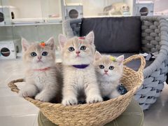 -lincat·猫舍(广州店)