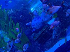 -芜湖新华联大白鲸海洋公园