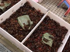小龙虾-蛇口市场