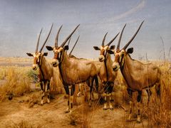 -美国自然历史博物馆