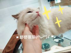 -瞄一喵猫咖(格力海岸店)