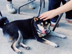 -柴犬高等学院·狗咖·柴犬售卖·宠物训练