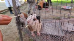 -萌宠亲子动物乐园(槐房万达店)