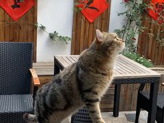 -喵屿·大理花园猫咖